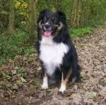 dog-242049_640