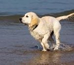 Golden_retriever