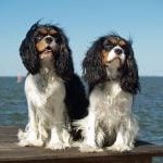 Spaniels